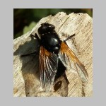 Mesembrina meridiana - Rinderfliege 11.jpg